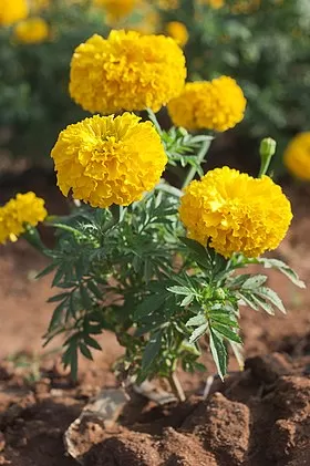 Tagetes_erecta_chendumalli_chedi